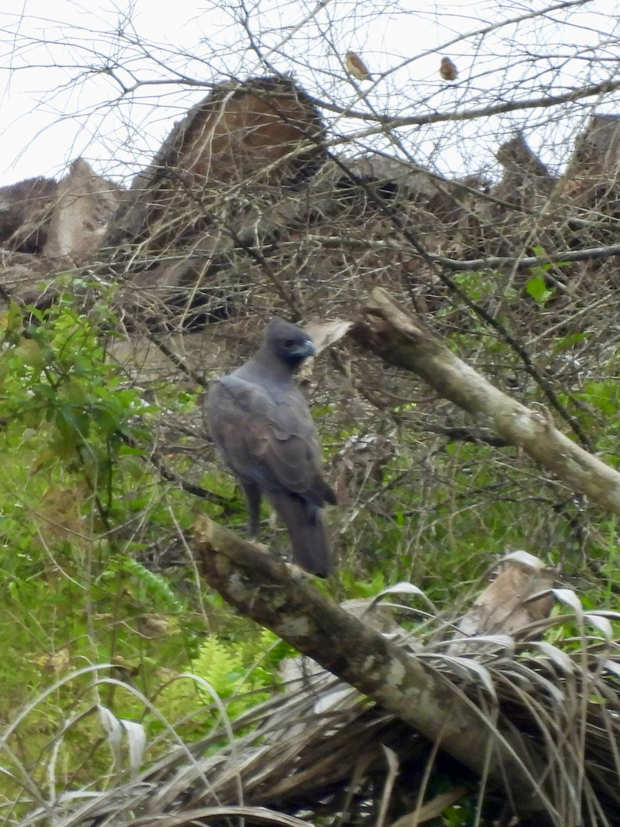 Changeable Hawk-Eagle - ML644509126