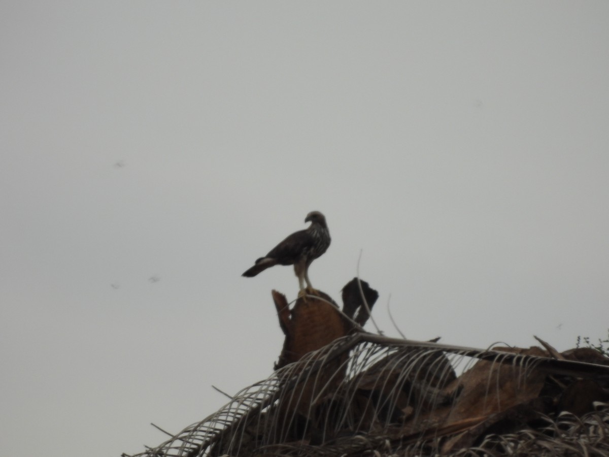 Changeable Hawk-Eagle - ML644509127