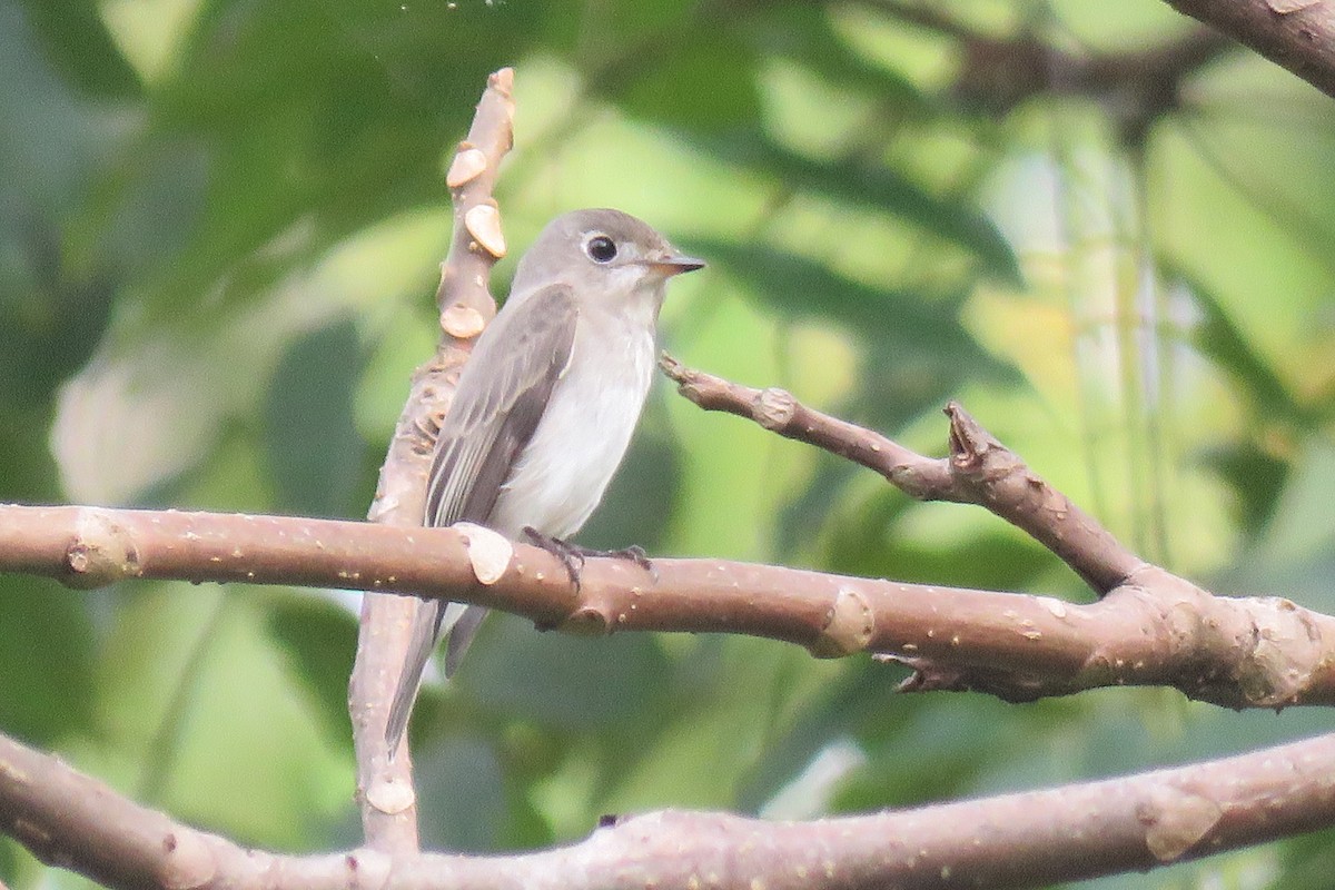 Asian Brown Flycatcher - ML644509128
