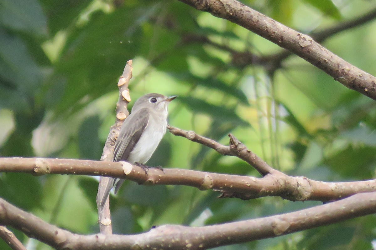 Asian Brown Flycatcher - ML644509129