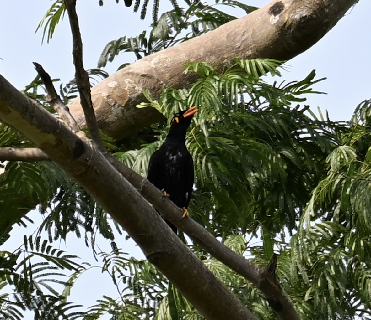 Common Hill Myna - ML644509131