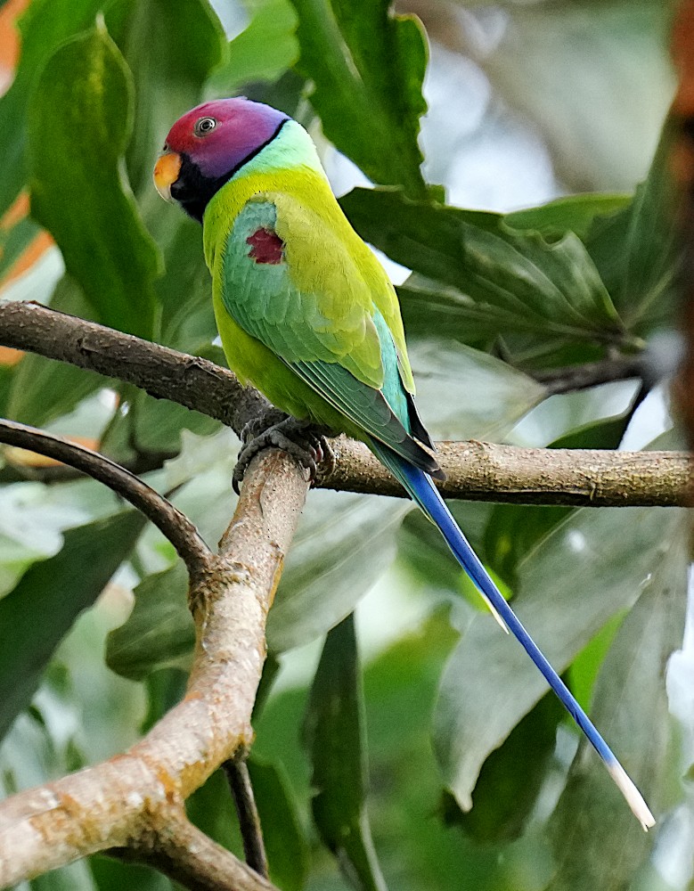 Perruche à tête prune - ML644509135