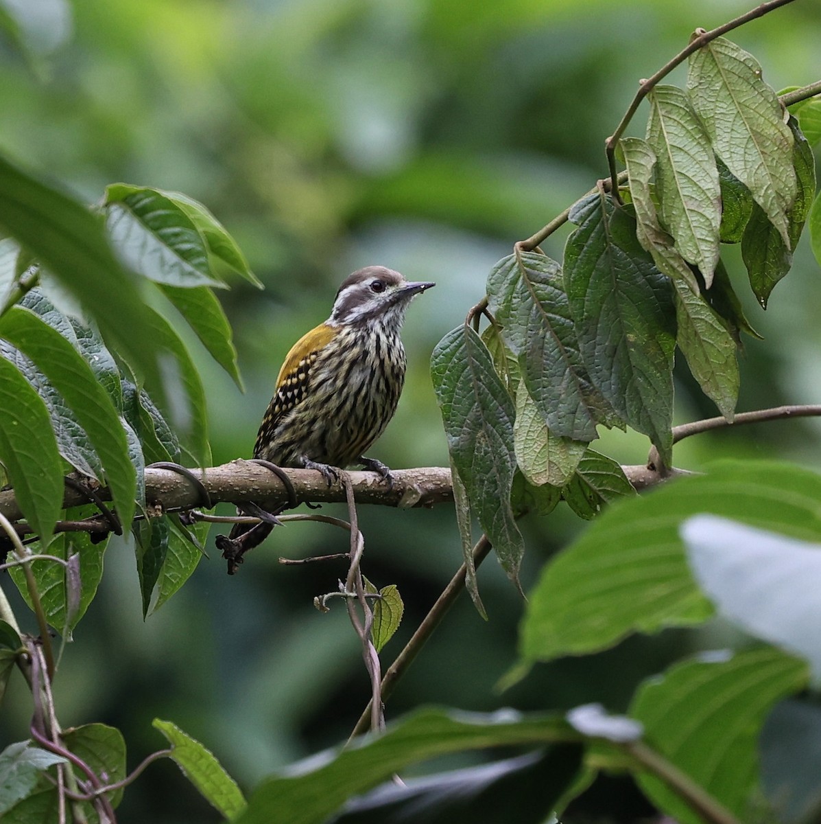 Дятел абісинський - ML644509137