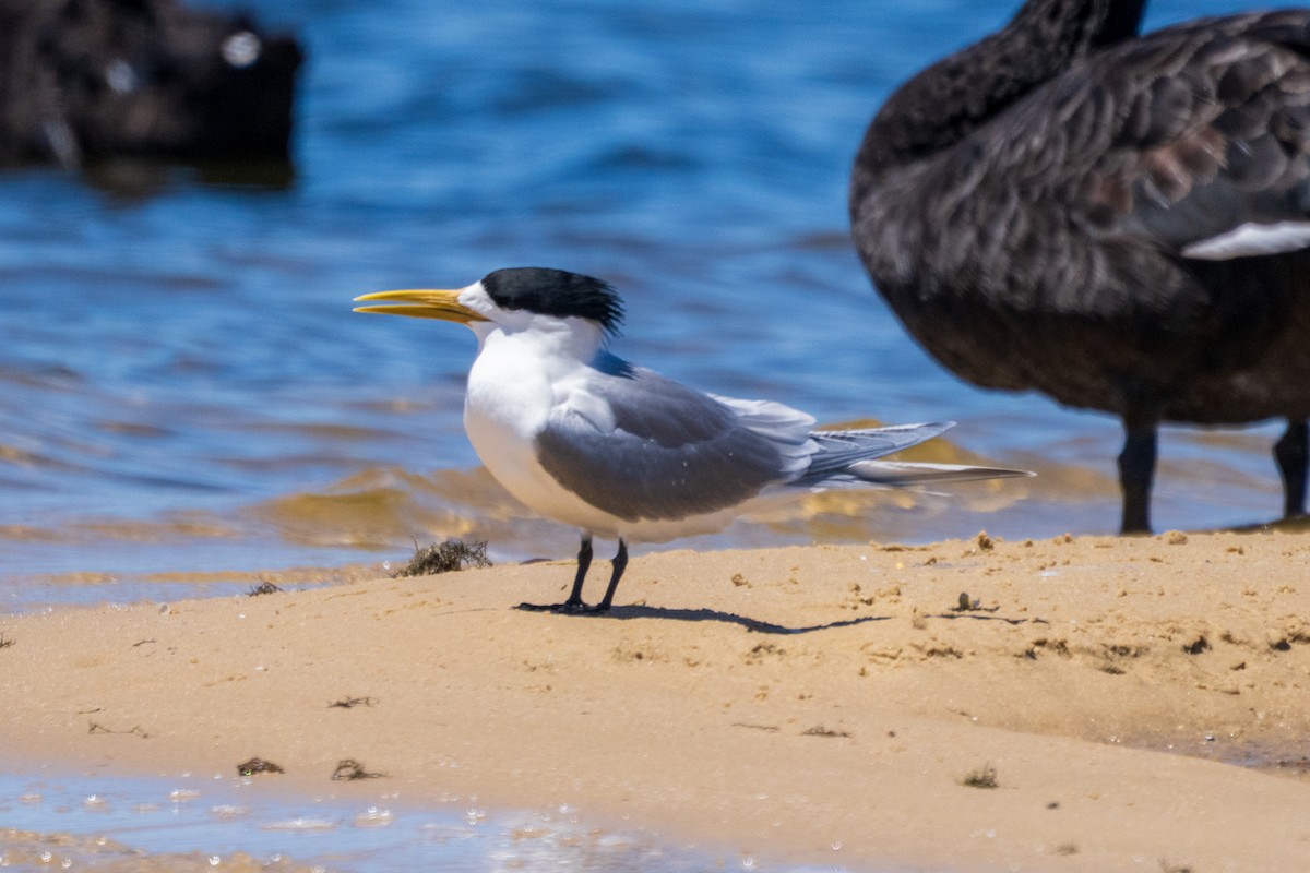 Great Crested Tern - ML644509141