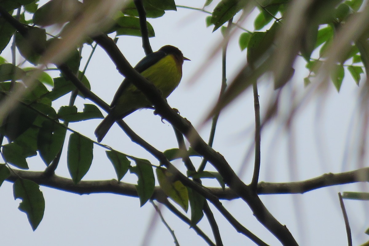 Ruby-cheeked Sunbird - ML644509145