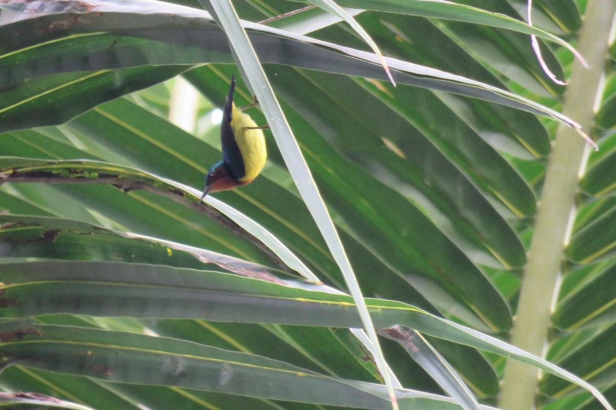 Ruby-cheeked Sunbird - ML644509146