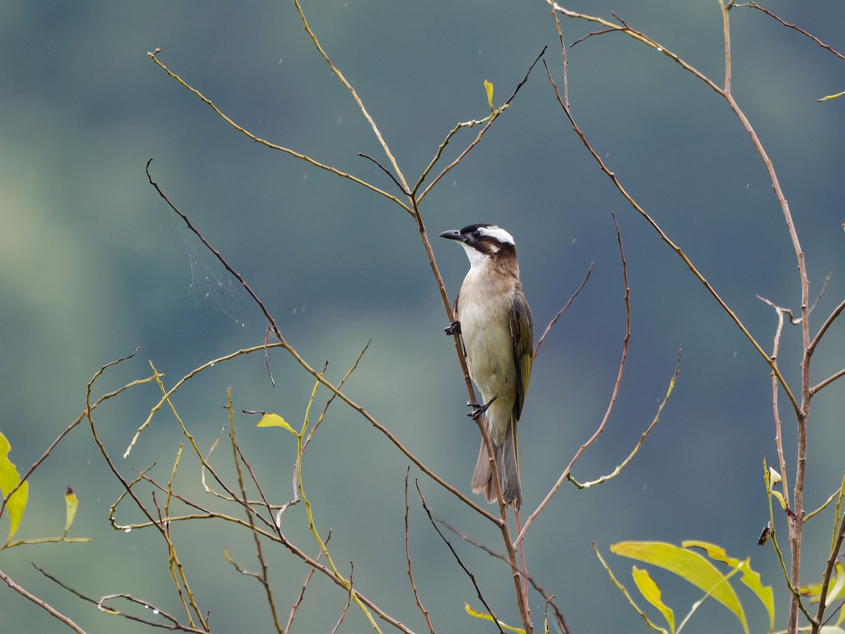 Light-vented Bulbul - ML644509147