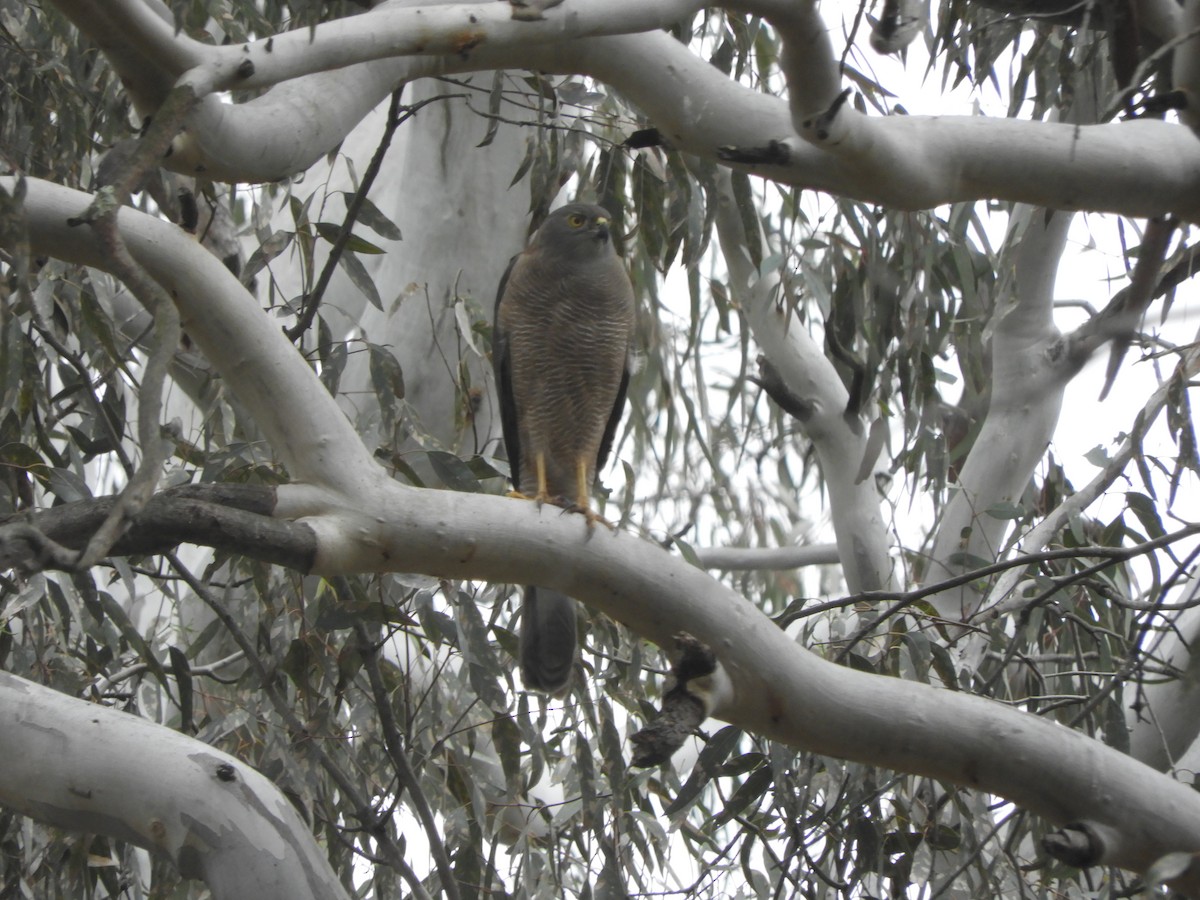 Autour australien - ML644509150