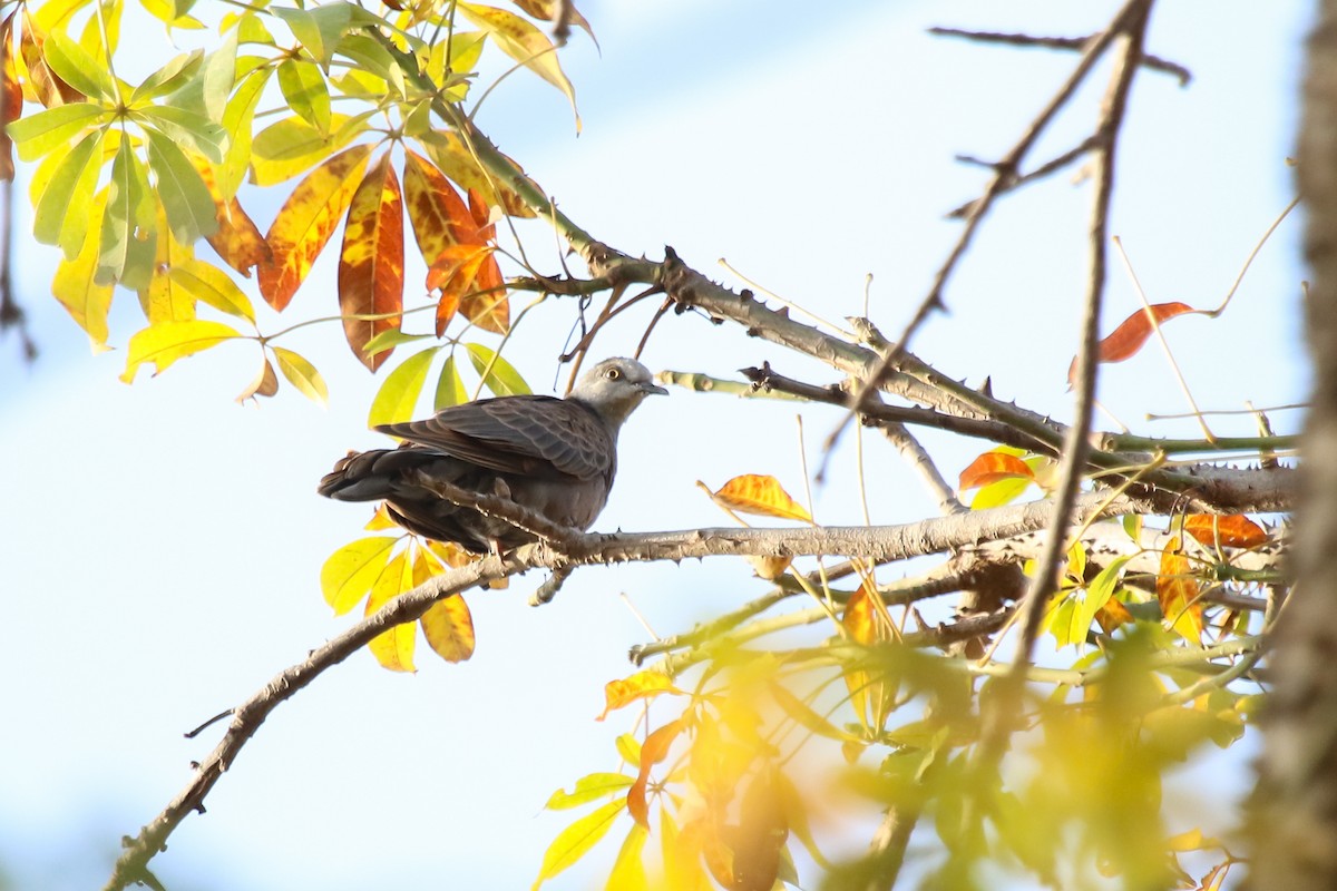 Adamawa Turtle-Dove - ML644509152