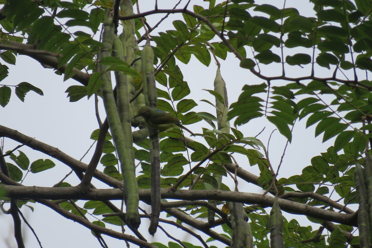 Ruby-cheeked Sunbird - ML644509154