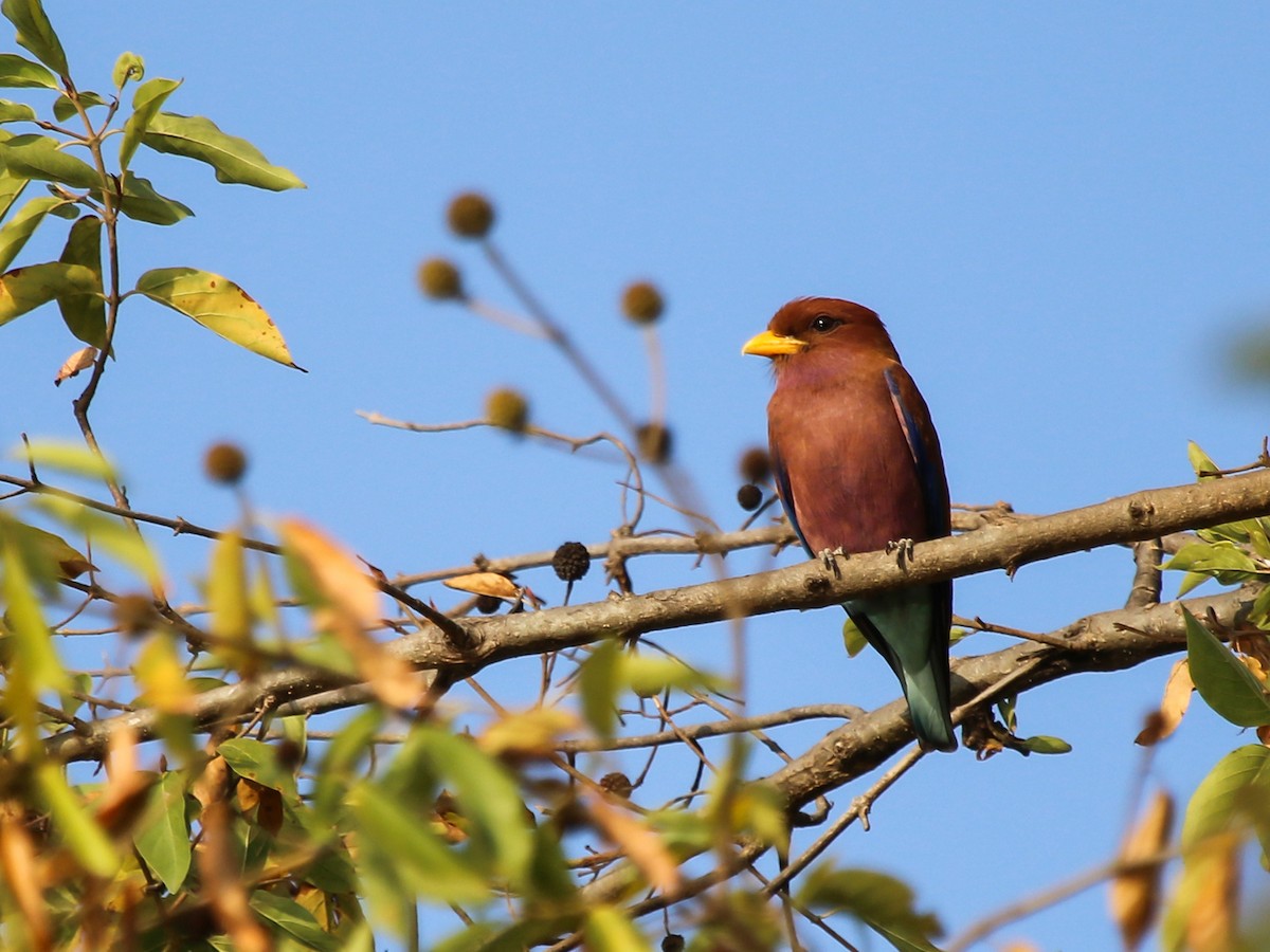 Broad-billed Roller (African) - ML644509155
