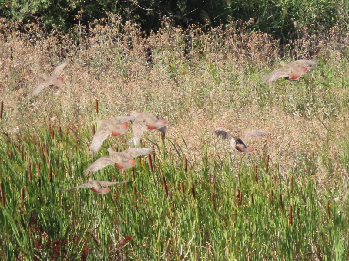 Gray Partridge - ML644509157