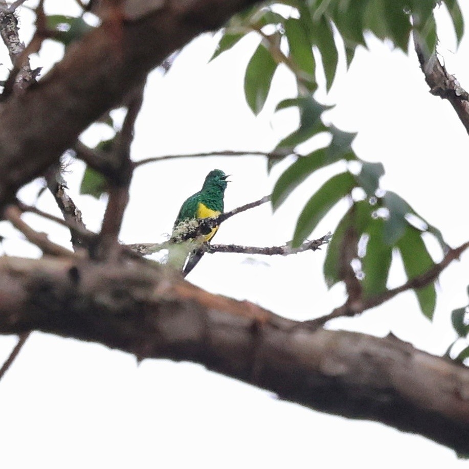 African Emerald Cuckoo - ML644509163