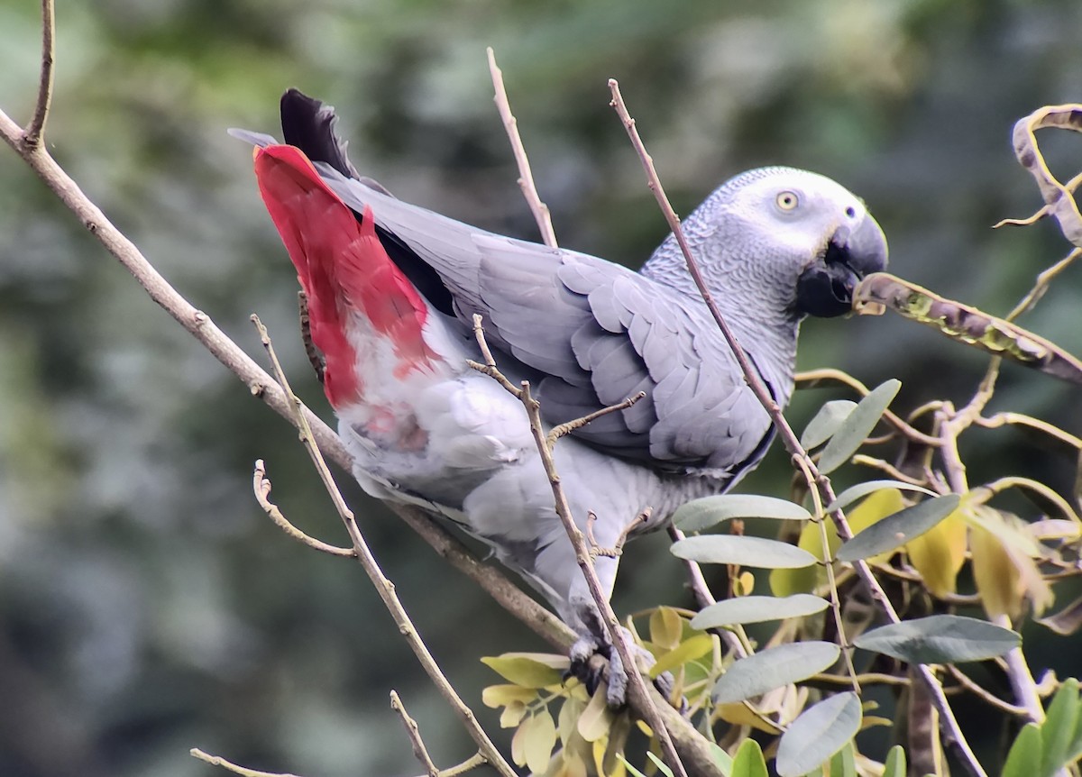 Gray Parrot - ML644509164