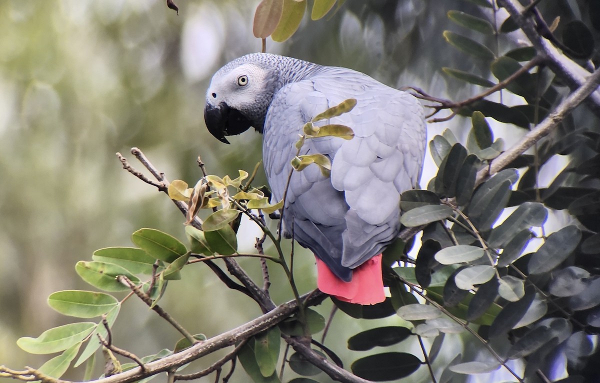 Gray Parrot - ML644509165