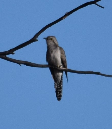 Pallid Cuckoo - ML644509167