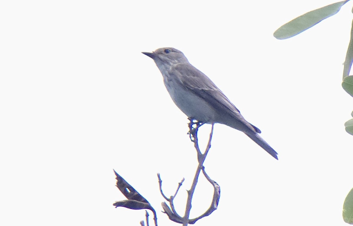 gråfluesnapper - ML644509168