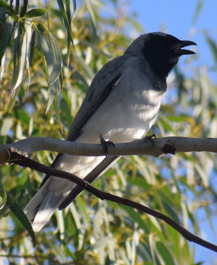 Black-faced Cuckooshrike - ML644509172