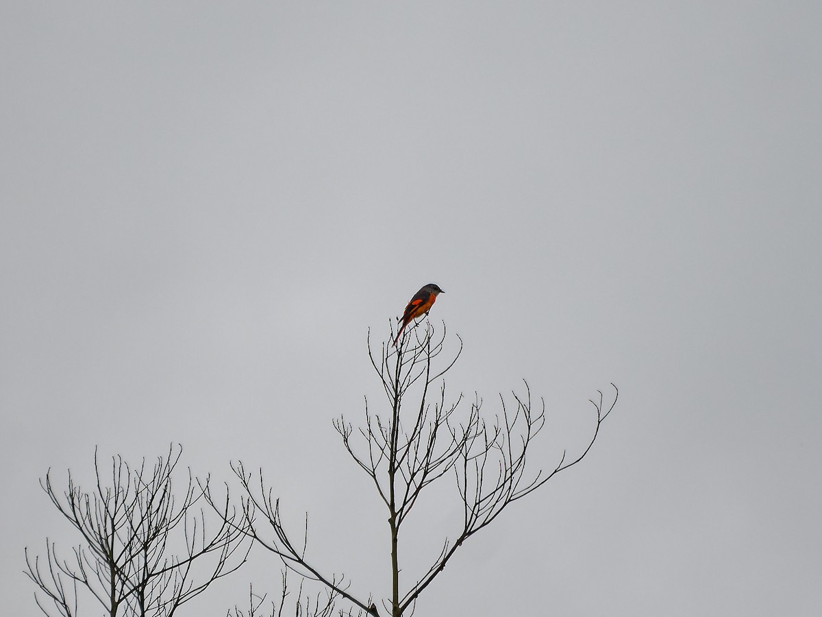 Личинкоїд сірощокий [група solaris] - ML644509179