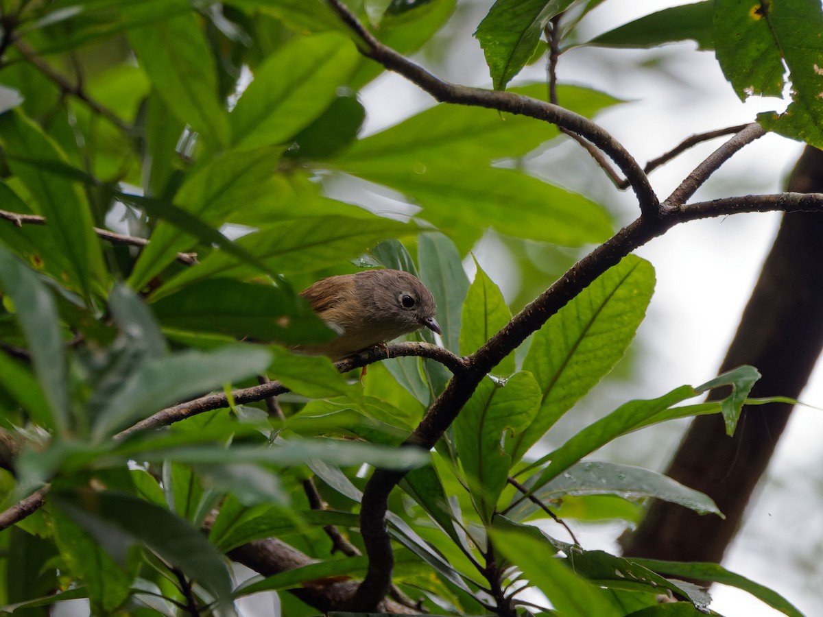 Huet's Fulvetta - ML644509194