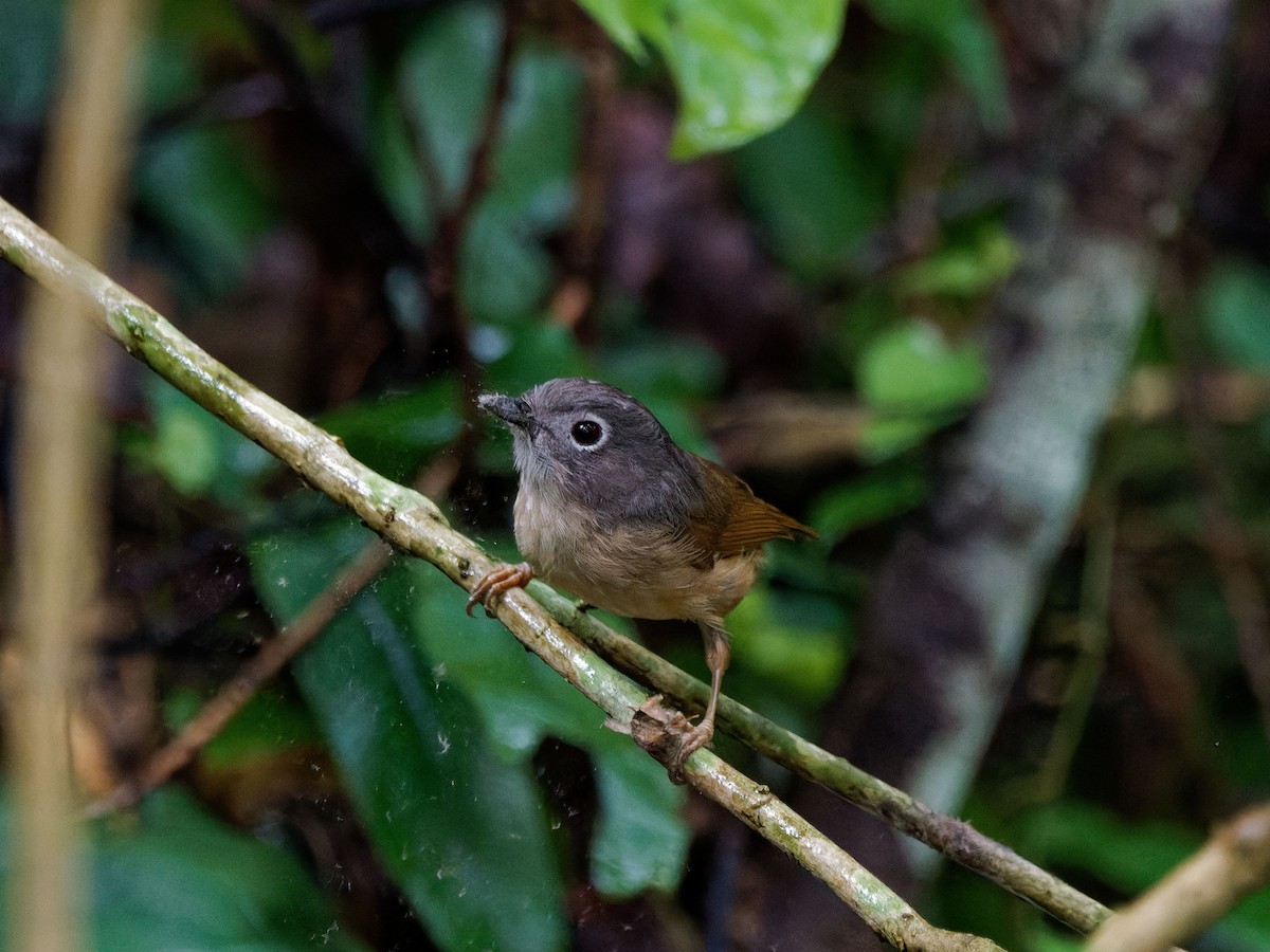 Huet's Fulvetta - ML644509195