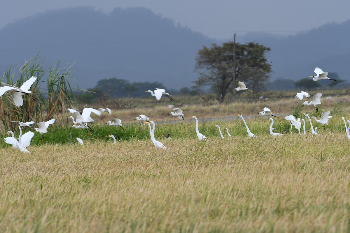 לבנית גדולה - ML644509199