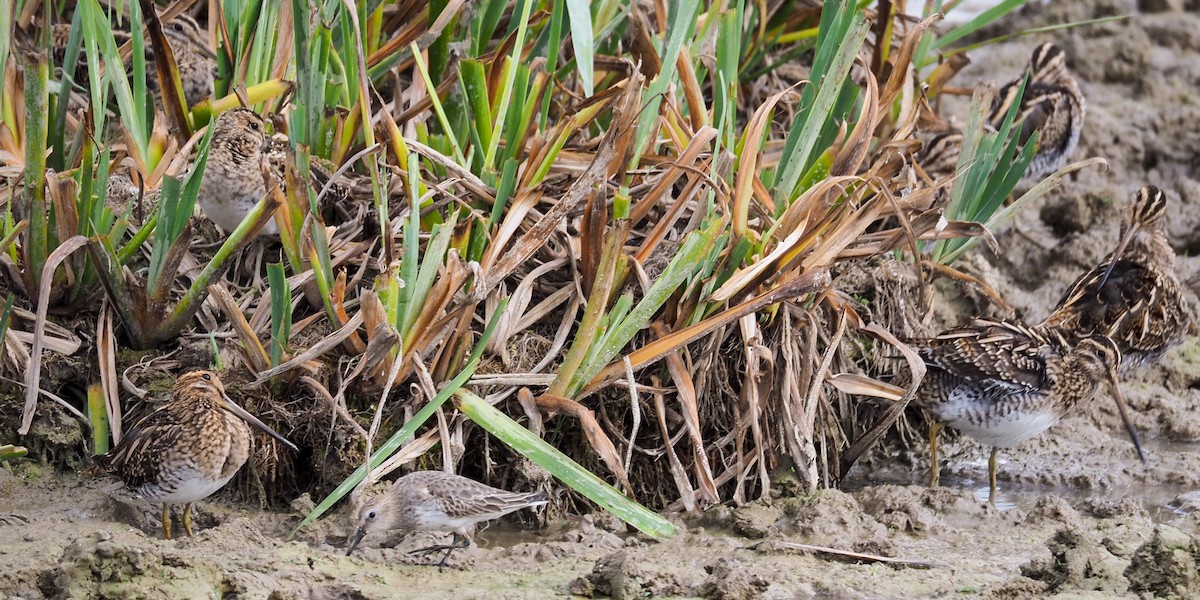 Dunlin - ML644509202