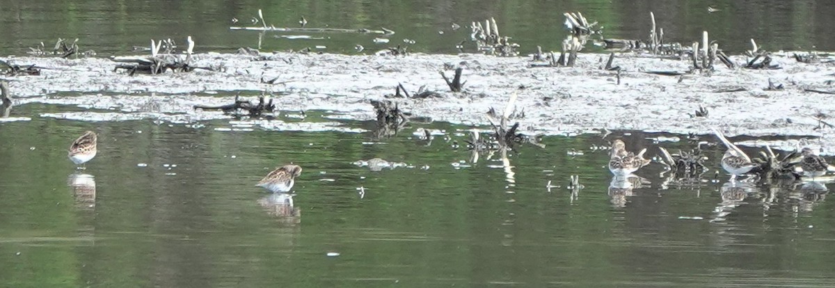 pygmésnipe - ML644509213