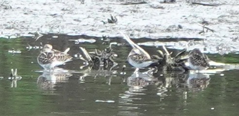 pygmésnipe - ML644509214