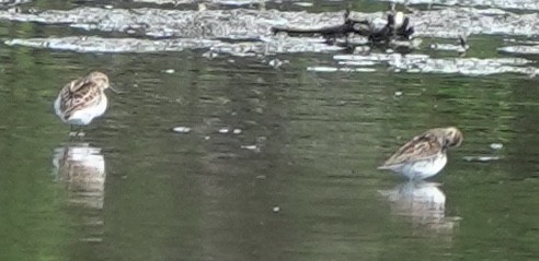 pygmésnipe - ML644509215