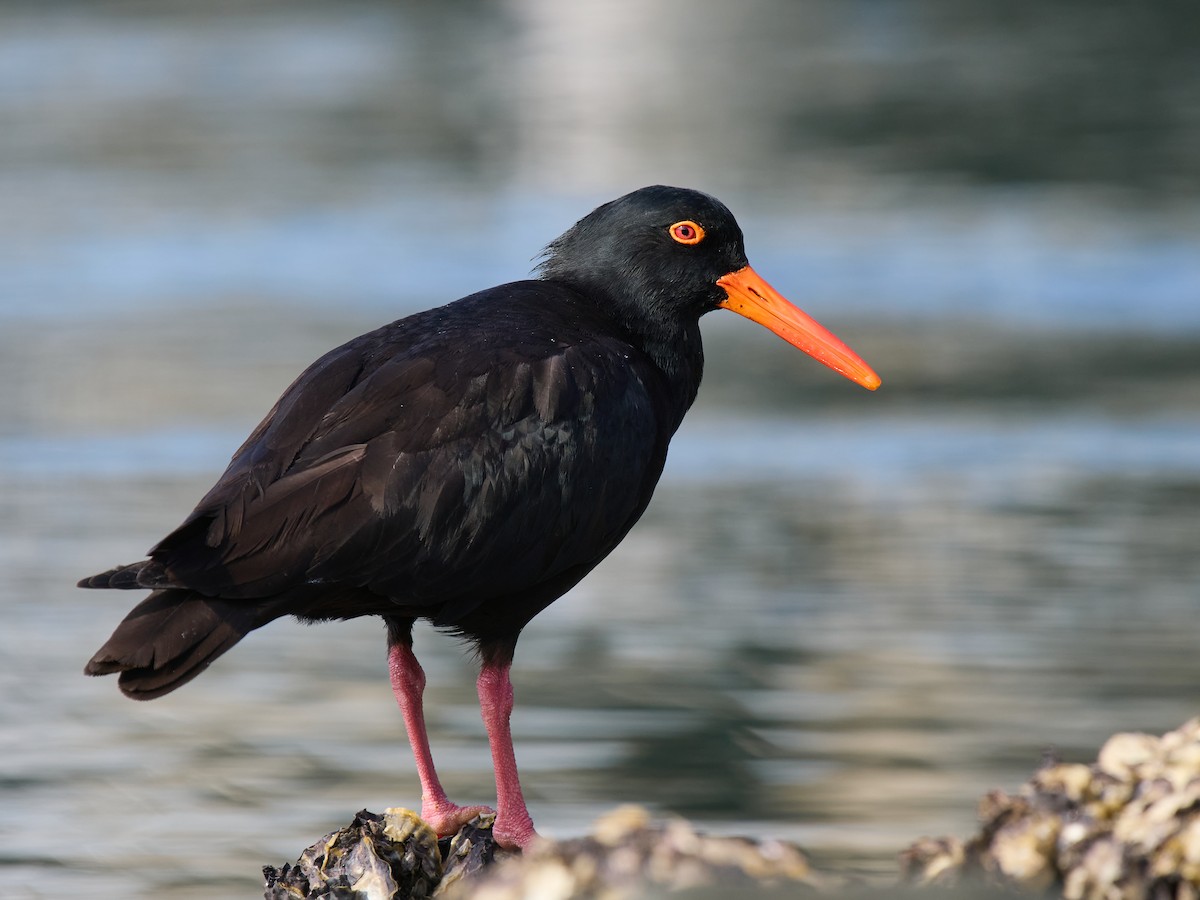 オーストラリアクロミヤコドリ - ML644509218