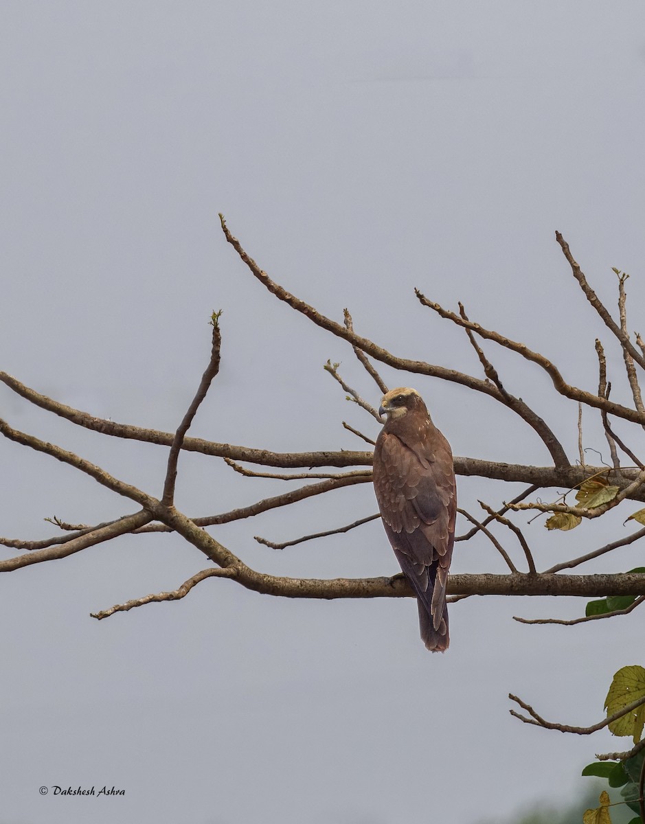 Aguilucho Lagunero Occidental - ML644509219
