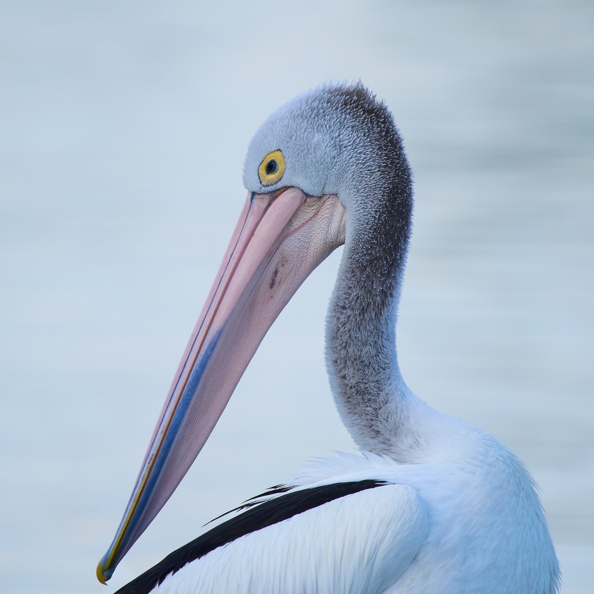 Australian Pelican - ML644509226