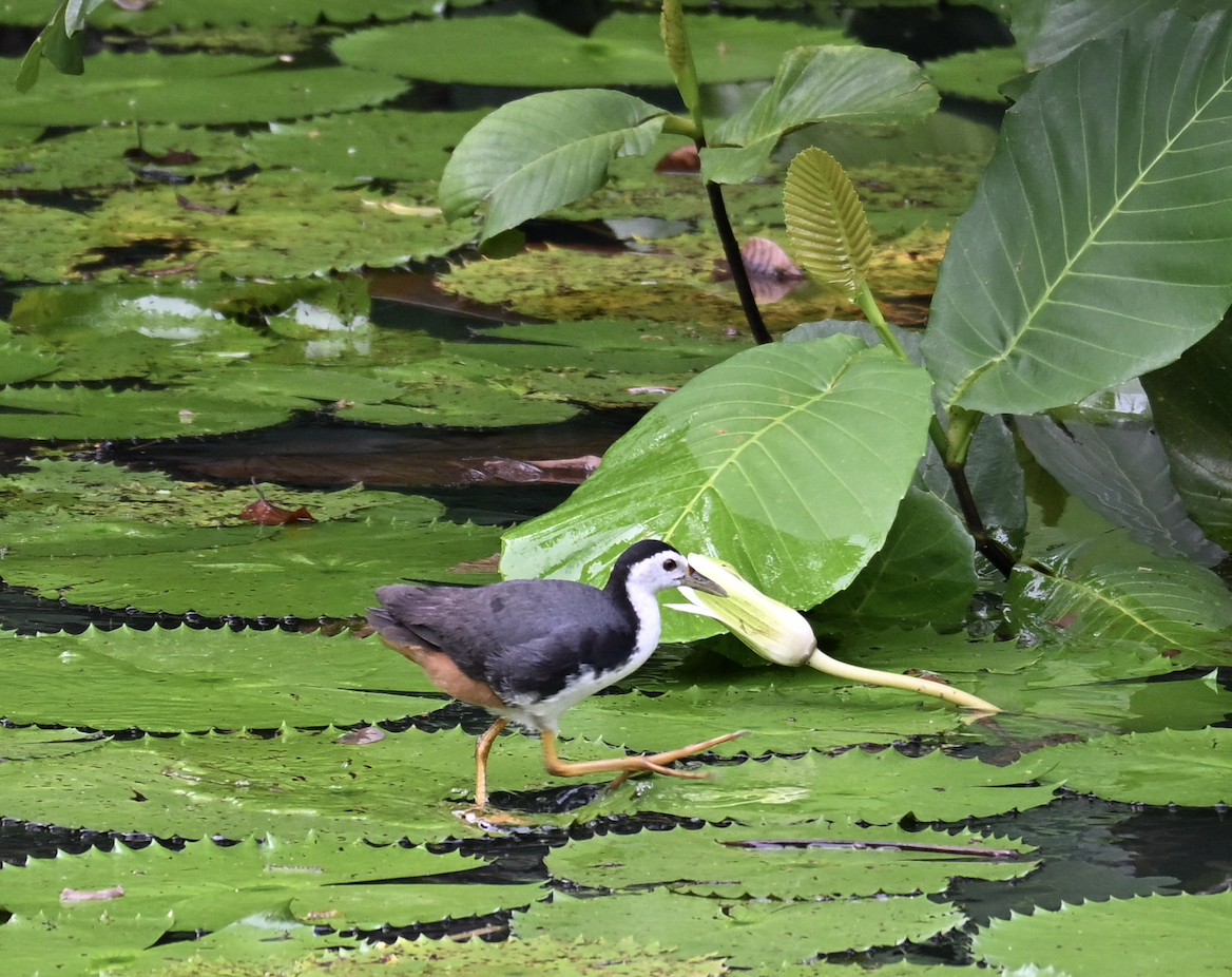 Gallineta Pechiblanca - ML644509233