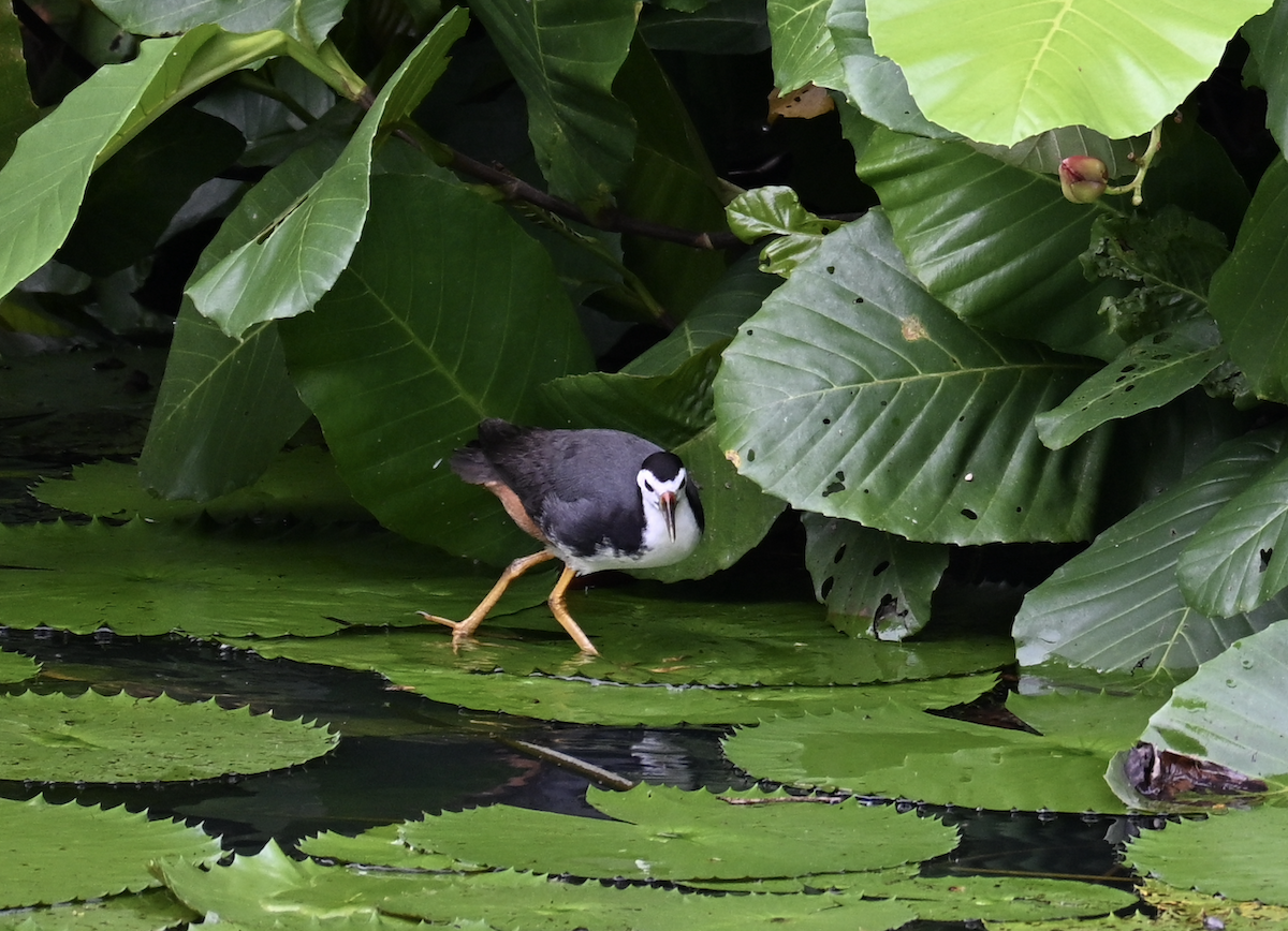 Gallineta Pechiblanca - ML644509234
