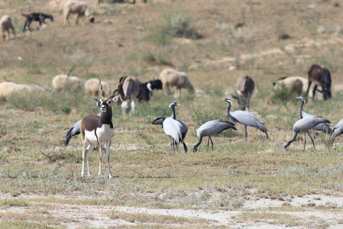 Demoiselle Crane - ML644509236