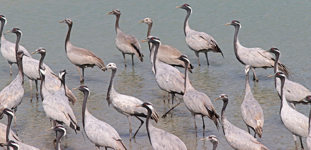 Demoiselle Crane - ML644509238