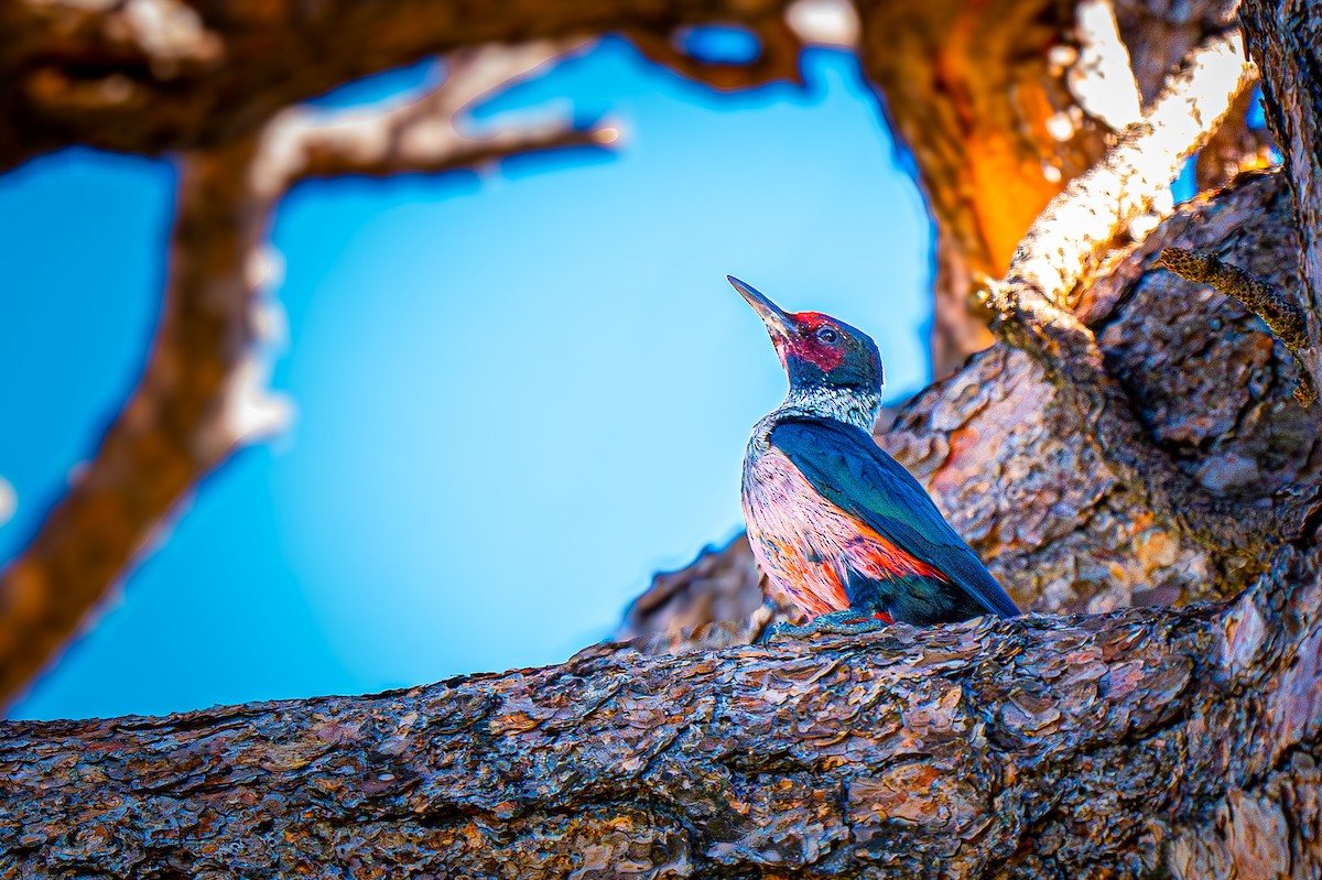 Lewis's Woodpecker - ML644509242