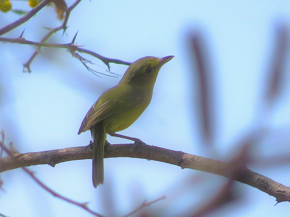 Mangrove Vireo - ML644509255