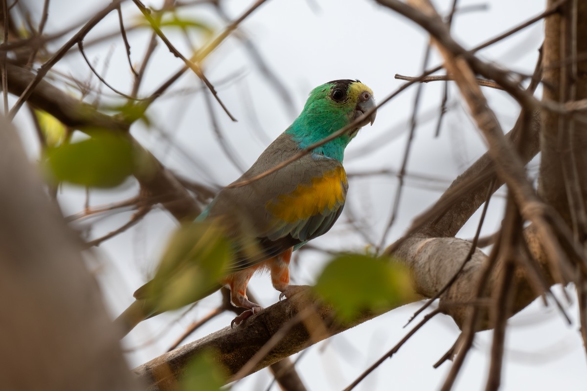 Golden-shouldered Parrot - ML644509262