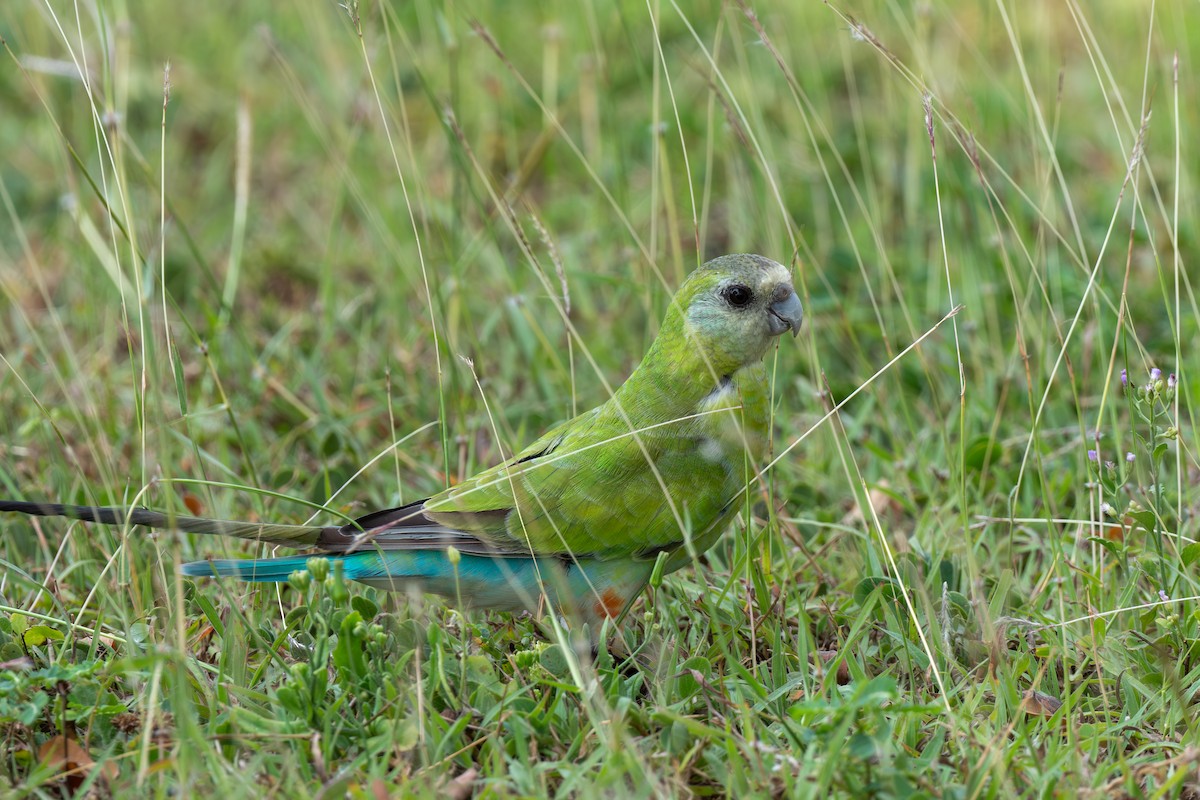 Golden-shouldered Parrot - ML644509263