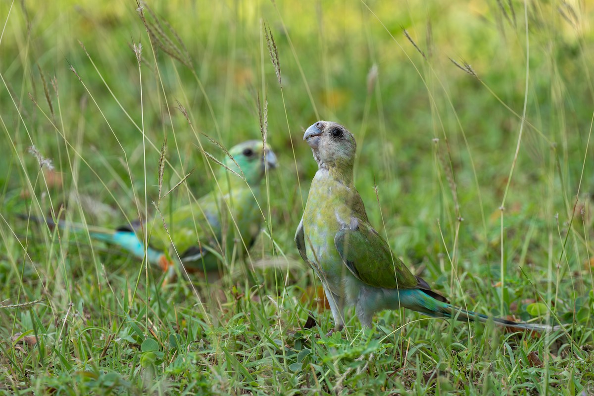 Golden-shouldered Parrot - ML644509264