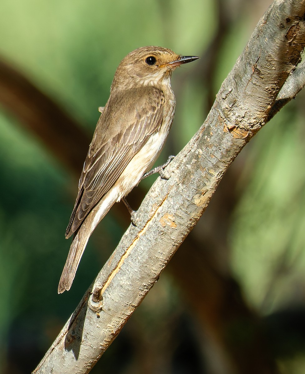 gråfluesnapper - ML644509282