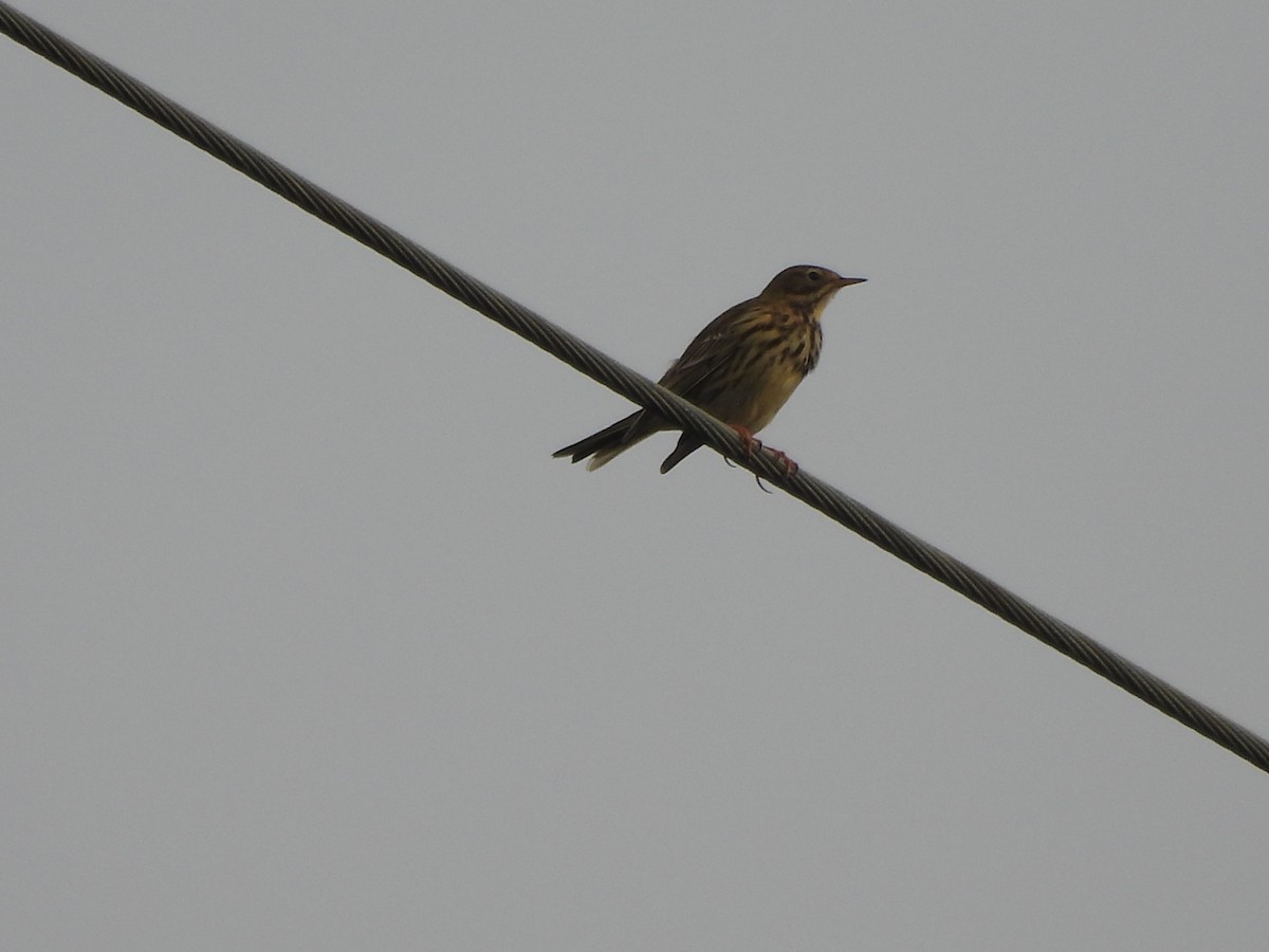 Meadow Pipit - ML644509285