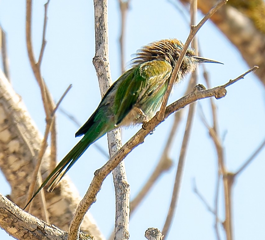 Arabian Green Bee-eater - ML644509291