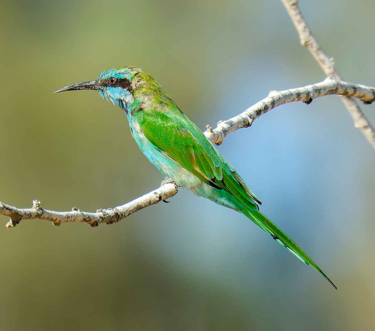 Arabian Green Bee-eater - ML644509292