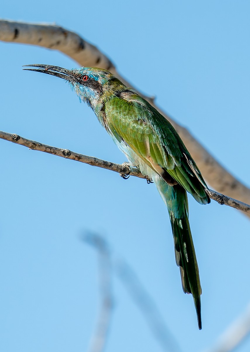 Arabian Green Bee-eater - ML644509293