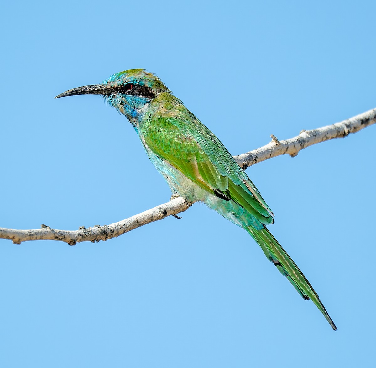 Arabian Green Bee-eater - ML644509295