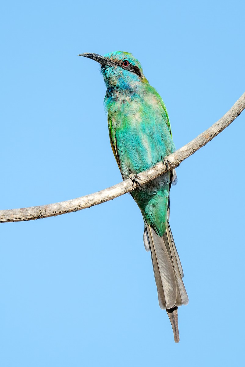 Arabian Green Bee-eater - ML644509296