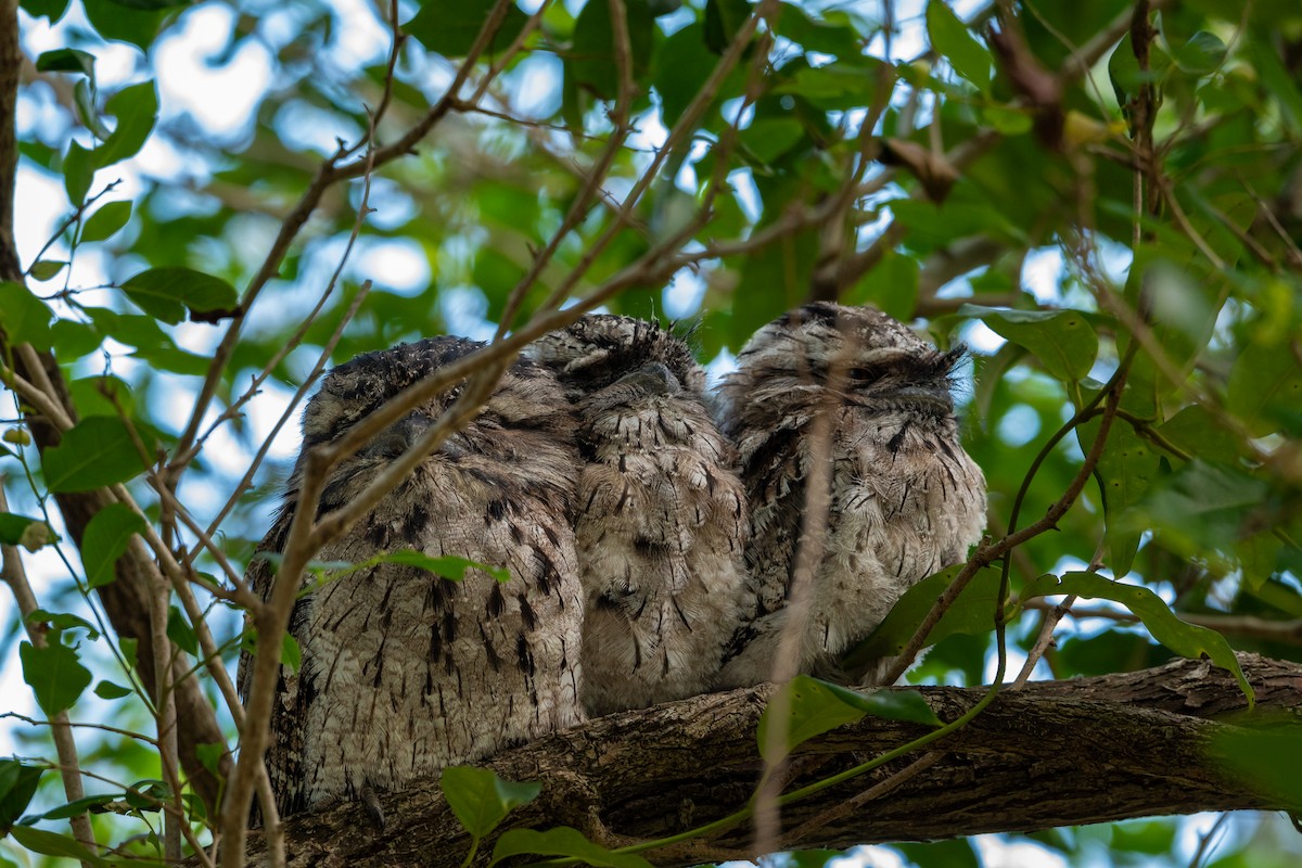 Tawny Frogmouth - ML644509311